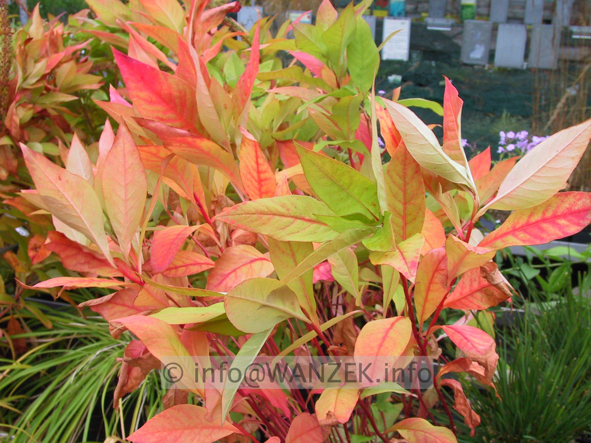 Lysimachia clethroides - Herbst 03.JPG